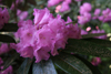 argyrophyllum ssp nankingense - Chinese Silver 75-16 -2